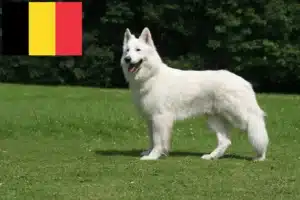 Read more about the article Hvid schweizisk hyrdehundeopdrætter og hvalpe i Belgien