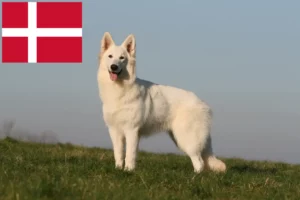 Read more about the article Hvid schweizisk hyrdehund opdrætter og hvalpe i Danmark