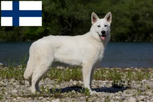 Read more about the article Hvid schweizisk hyrdehundeopdrætter og hvalpe i Finland
