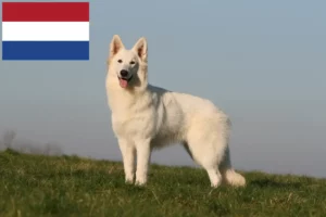 Read more about the article Hvide schweizerhundeopdrættere og hvalpe i Holland