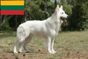 Read more about the article Hvid schweizisk hyrdehundeopdrætter og hvalpe i Litauen
