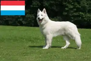 Read more about the article Hvide schweizerhundeopdrættere og hvalpe i Luxembourg