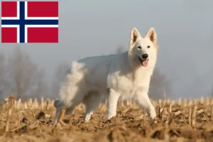 Read more about the article Hvide schweizerhundeopdrættere og hvalpe i Norge
