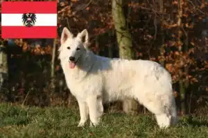 Read more about the article Hvide schweiziske hyrdehundeopdrættere og hvalpe i Østrig