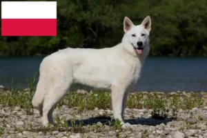 Read more about the article Hvid schweizisk hyrdehundeopdrætter og hvalpe i Polen