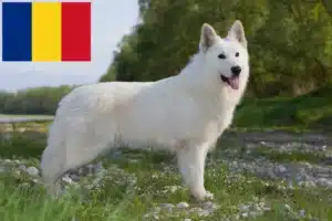 Read more about the article Hvid schweizisk hyrdehundeopdrætter og hvalpe i Rumænien