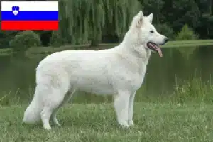 Read more about the article Hvid schweizisk hyrdehundeopdrætter og hvalpe i Slovenien