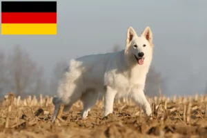 Read more about the article Hvide schweiziske hyrdehundeopdrættere og hvalpe i Tyskland