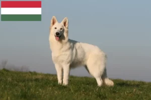 Read more about the article Hvid schweizisk hyrdehundeopdrætter og hvalpe i Ungarn