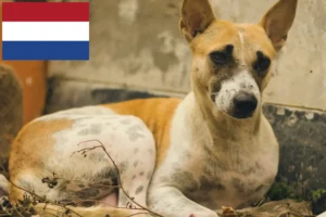 Read more about the article Indiske pariahundeopdrættere og hvalpe i Holland