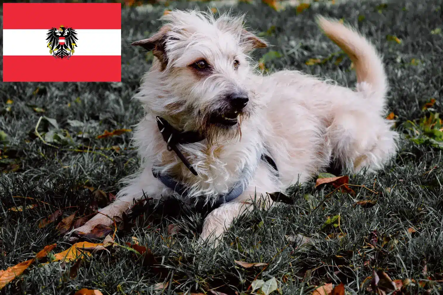 Read more about the article Irish Glen of Imaal Terrier opdrættere og hvalpe i Østrig