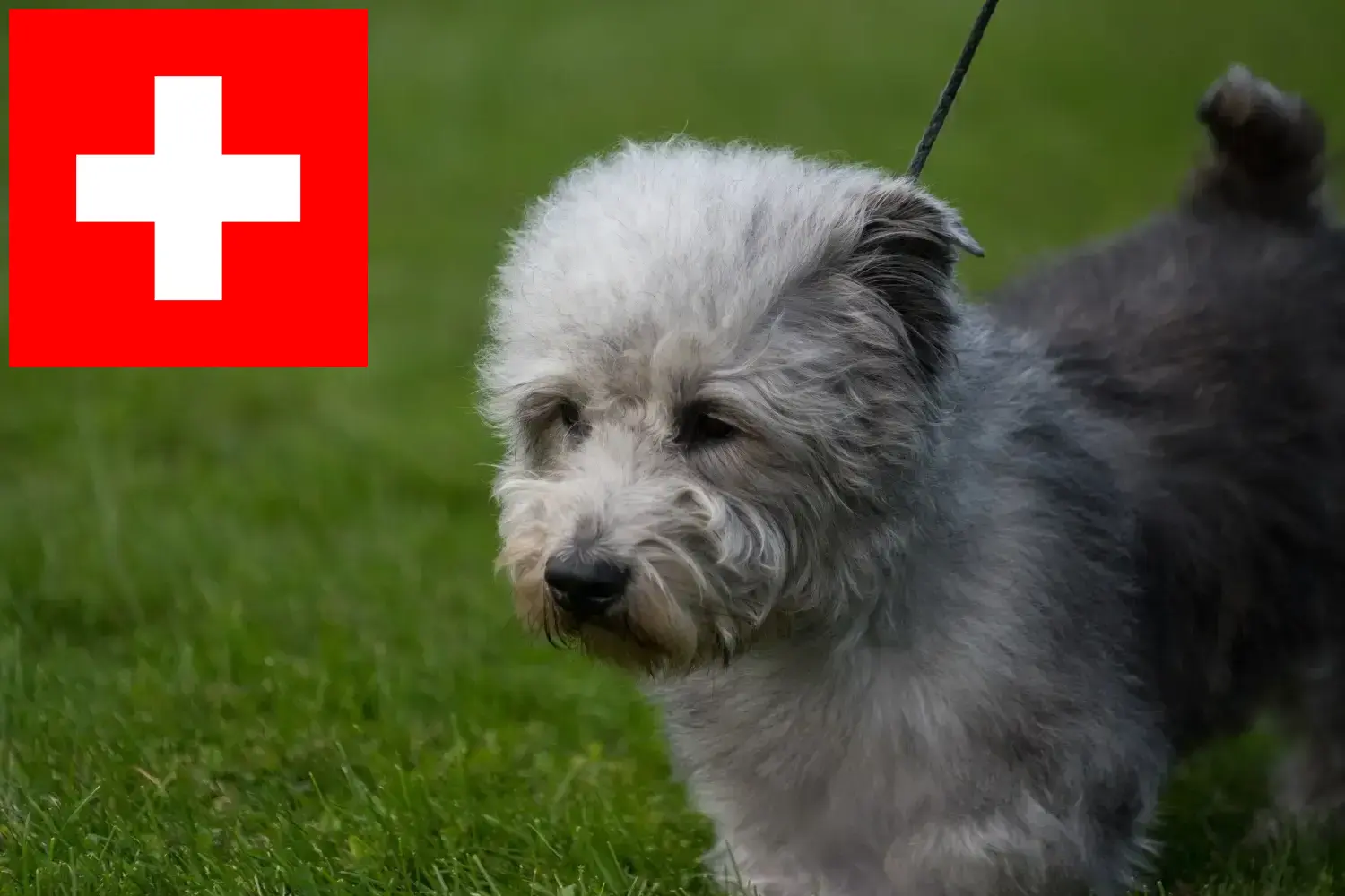 Irish Glen of Imaal Terrier hvalpe og opdrættere Schweiz Her kan du finde Irish Glen of Imaal Terrier opdrættere i Schweiz.