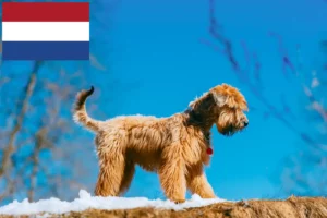 Read more about the article Irsk Soft Coated Wheaten Terrier opdrættere og hvalpe i Holland