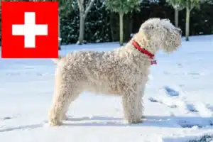 Read more about the article Irske Soft Coated Wheaten Terrier opdrættere og hvalpe i Schweiz