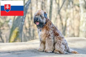 Read more about the article Irsk Soft Coated Wheaten Terrier opdrættere og hvalpe i Slovakiet
