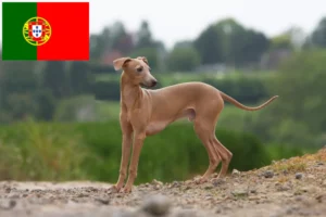 Read more about the article Opdrættere af italienske vindspil og hvalpe i Portugal
