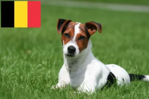 Read more about the article Jack Russell-opdrættere og hvalpe i Belgien