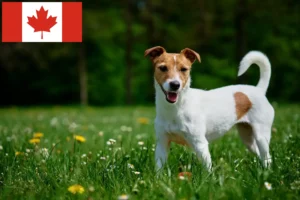 Read more about the article Jack Russell-opdrættere og hvalpe i Canada