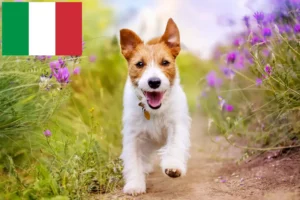 Read more about the article Jack Russell-opdrættere og hvalpe i Italien