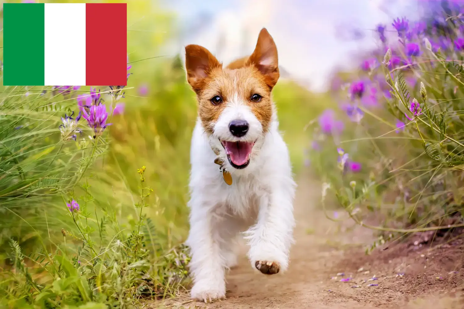 Read more about the article Jack Russell-opdrættere og hvalpe i Italien