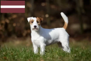Read more about the article Jack Russell-opdrættere og hvalpe i Letland