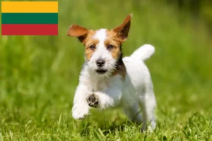 Read more about the article Jack Russell-opdrættere og hvalpe i Litauen