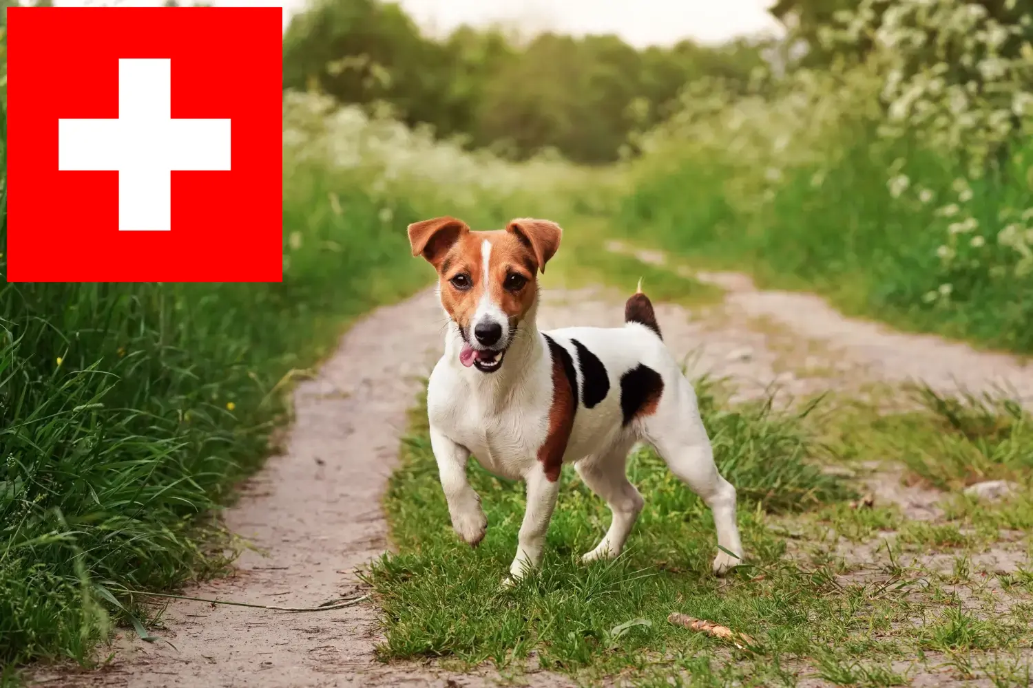 Jack Russell-hvalpe og opdrættere Schweiz Her kan du finde Jack Russell-opdrættere i Schweiz.