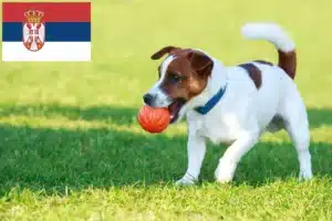 Read more about the article Jack Russell-opdrættere og hvalpe i Serbien