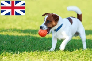Read more about the article Jack Russell-opdrættere og hvalpe i Storbritannien