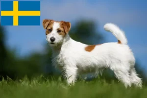 Read more about the article Jack Russell-opdrættere og hvalpe i Sverige
