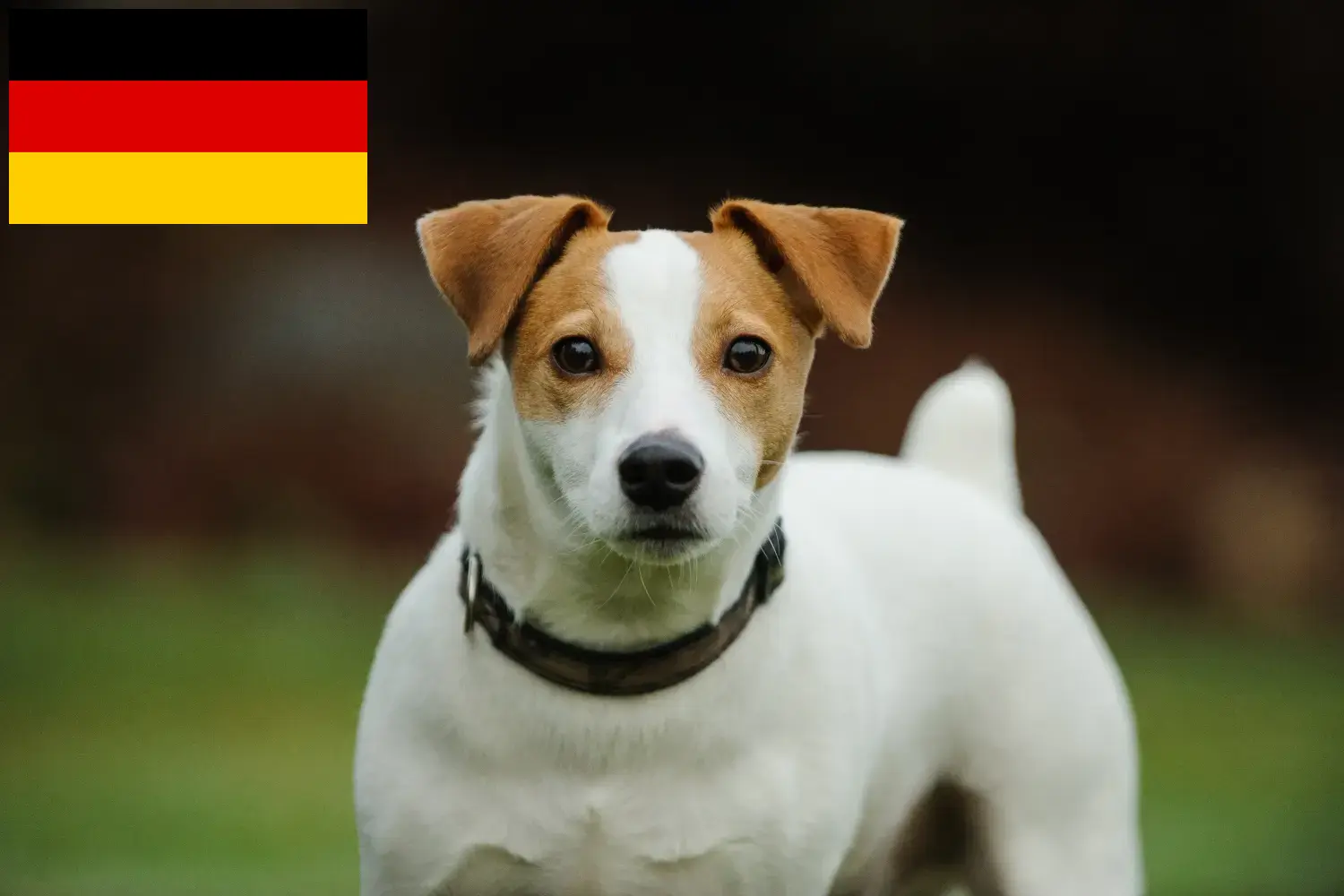 Read more about the article Jack Russell-opdrættere og hvalpe i Tyskland