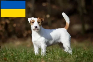 Read more about the article Jack Russell-opdrættere og hvalpe i Ukraine