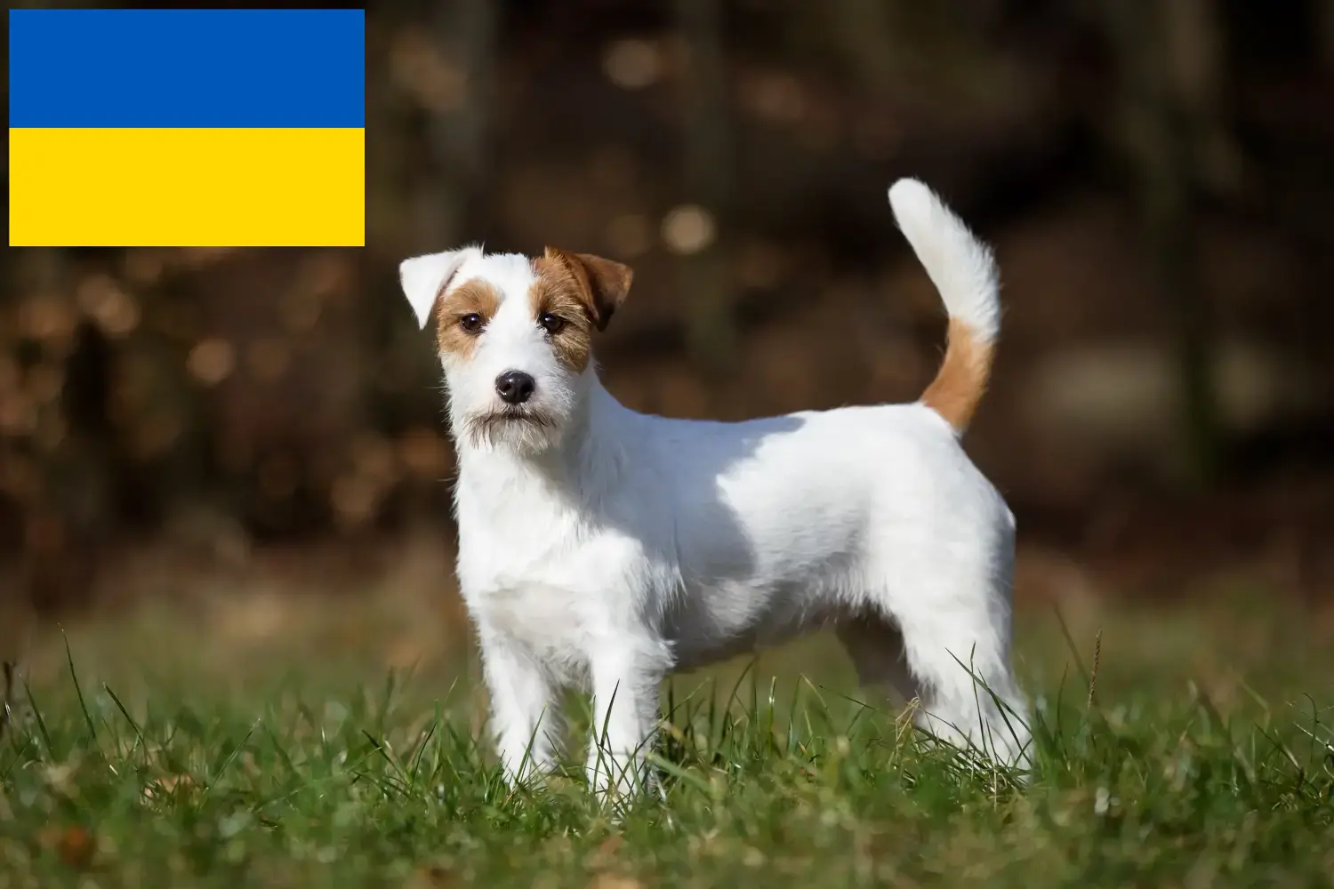 Jack Russell-hvalpe og opdrættere Ukraine Find Jack Russell-opdrættere i Ukraine her.