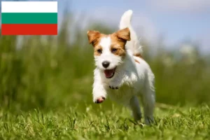 Read more about the article Jack Russell-opdrættere og hvalpe i Bulgarien