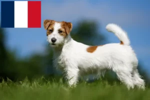 Read more about the article Jack Russell-opdrættere og hvalpe i Frankrig