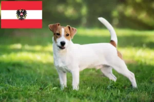 Read more about the article Jack Russell-opdrættere og hvalpe i Østrig