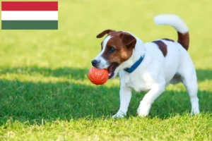 Read more about the article Jack Russell-opdrættere og hvalpe i Ungarn