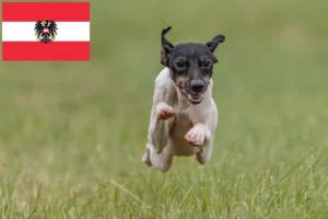 Read more about the article Opdrættere af japansk terrier og hvalpe i Østrig