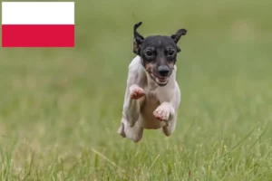 Read more about the article Opdrættere af japansk terrier og hvalpe i Polen