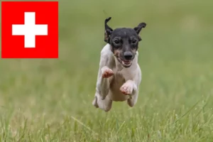 Read more about the article Opdrættere og hvalpe af japansk terrier i Schweiz