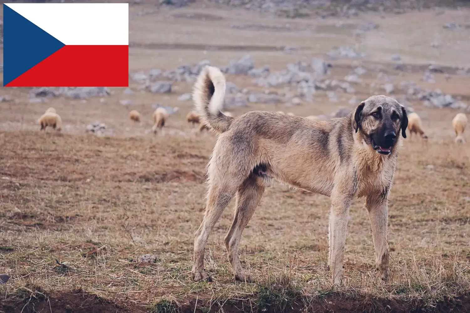 Kangal hvalpe og opdrættere Tjekkiet Her kan du finde Kangals-opdrættere i Tjekkiet.