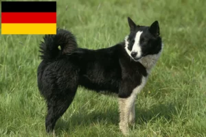Read more about the article Karelsk bjørnehundeopdrættere og hvalpe i Tyskland