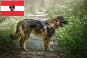 Read more about the article Karst Sheepdog opdrættere og hvalpe i Østrig