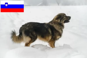 Read more about the article Karst Sheepdog opdrættere og hvalpe i Slovenien