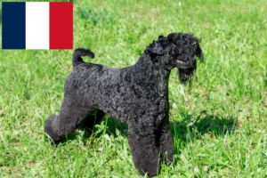 Read more about the article Kerry Blue Terrier opdrættere og hvalpe i Frankrig