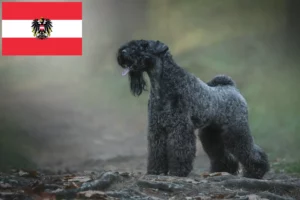 Read more about the article Kerry Blue Terrier opdrættere og hvalpe i Østrig