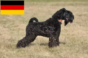 Read more about the article Kerry Blue Terrier opdrættere og hvalpe i Tyskland