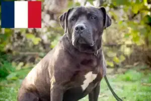 Read more about the article Labrastaff-opdrættere og hvalpe i Frankrig