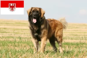 Read more about the article Leonberger opdrættere og hvalpe i Brandenburg