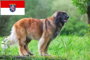 Read more about the article Leonberger opdrættere og hvalpe i Hessen